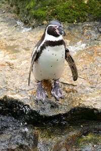Penguin humboldt penguin bird