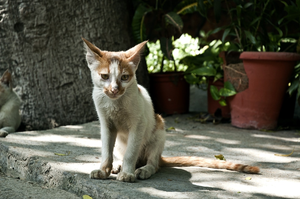 Thin small domestic