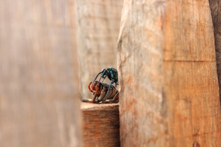 Animal life insects instinct