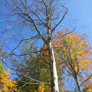 Mood tree in the fall leaves photo