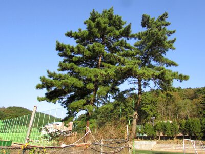 Green sky towers
