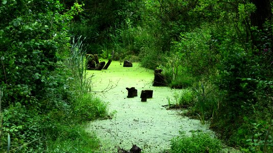 Marsh view forest