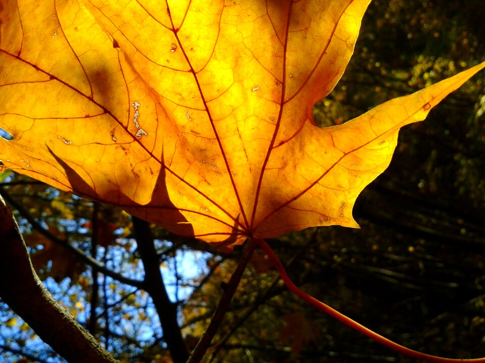 Autumn gold yellow leaves gold