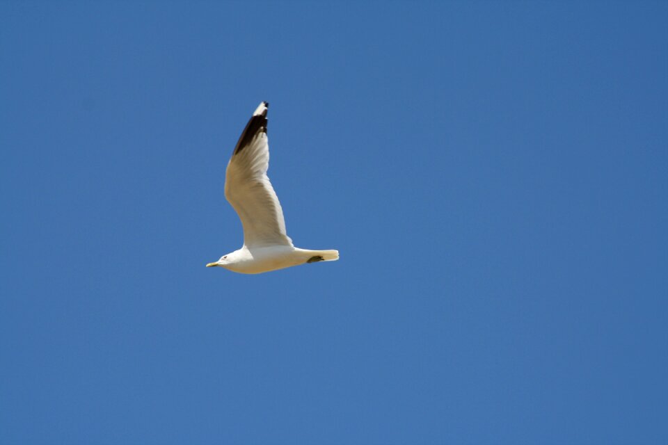 Birds water gull