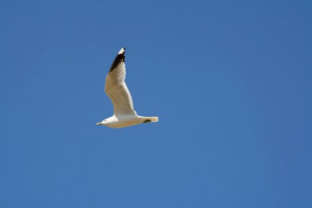 Birds water gull photo