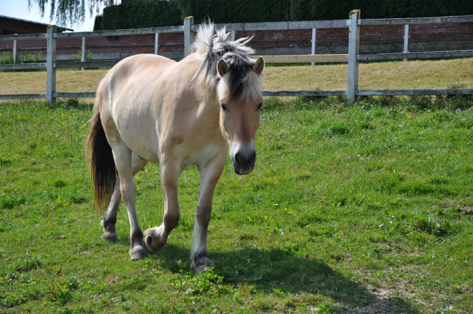 Norwegian norwegian fjord horse on the meadow