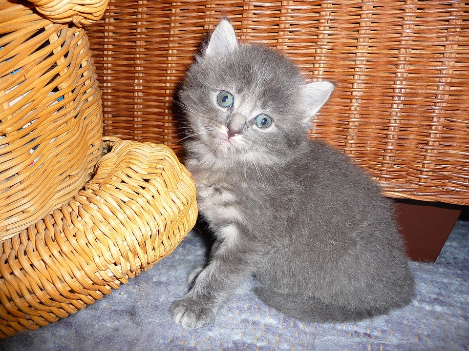 Kitten animal creature