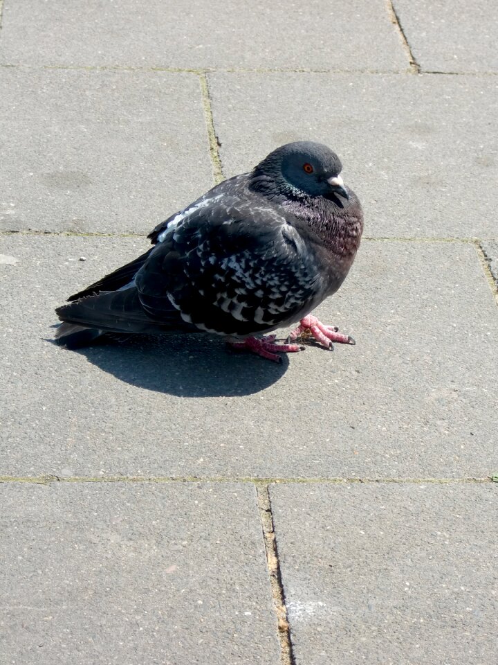 Standing feather collared