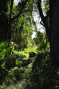 Plant zimbabwe africa