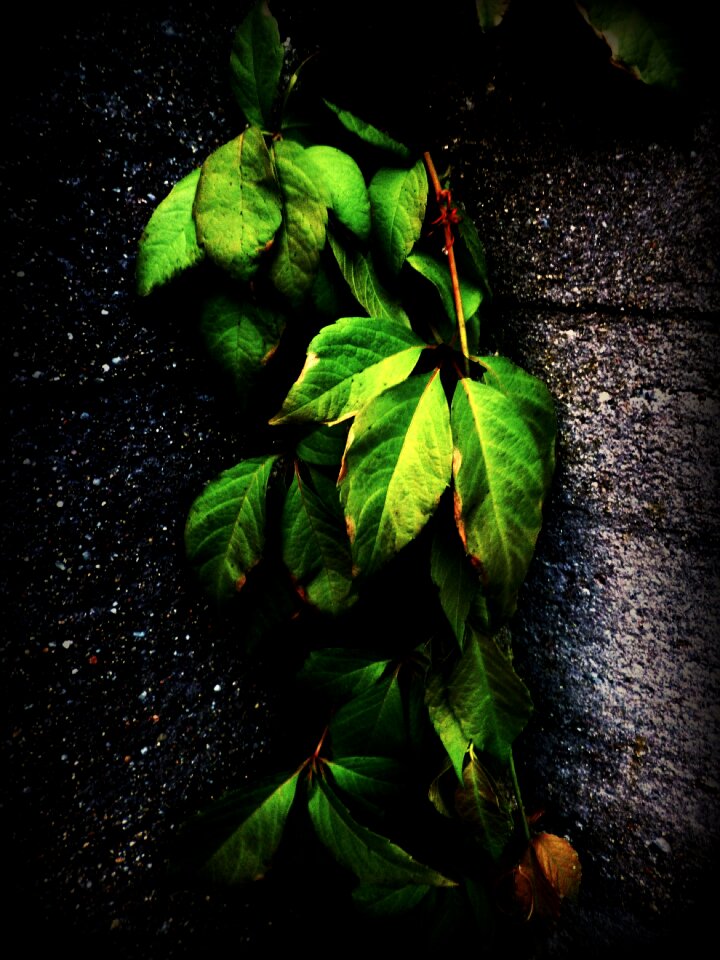 Nature leaves garden