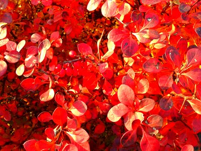 Red autumn beauty