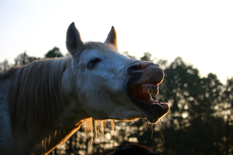 Evening light autumn thoroughbred arabian