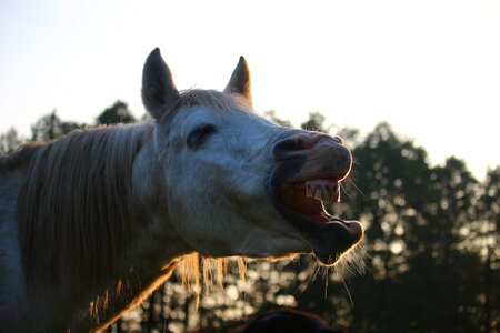Evening light autumn thoroughbred arabian