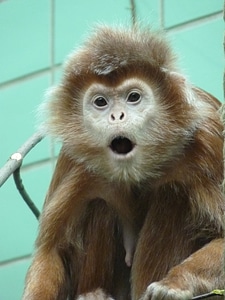 Monkey animal creature