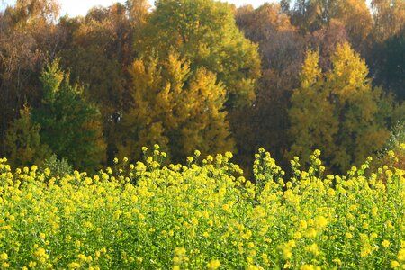 Oilseed rape field of rapeseeds colorful