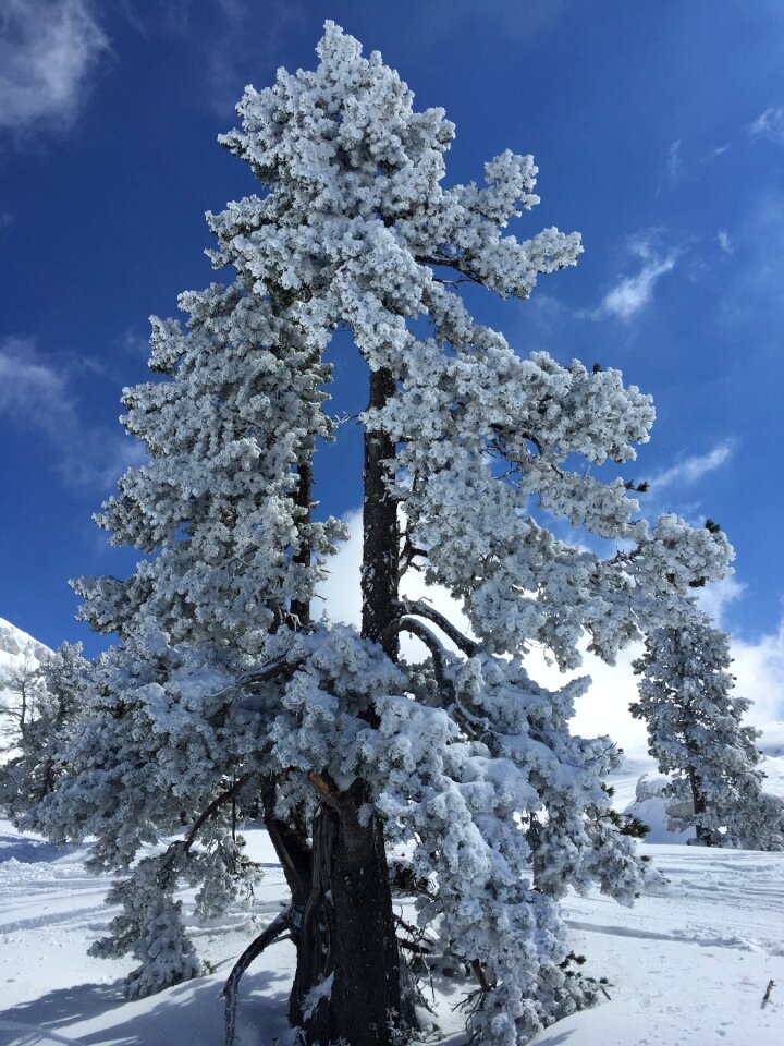 Winter nature snowy