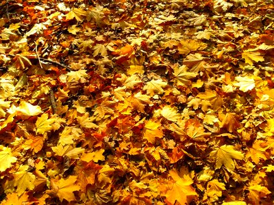 Autumn gold yellow leaves gold