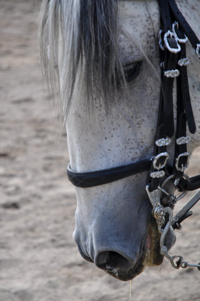 Pferdeportrait stallion mare