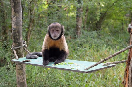Wildlife nature cute