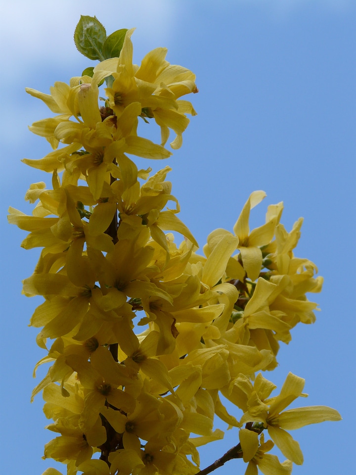 Ornamental shrub blossom bloom