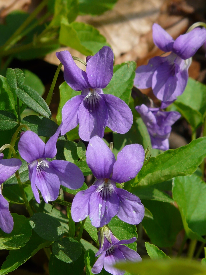Blue wild flower bloom