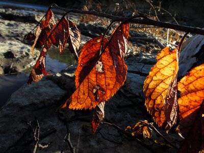 Nature old brown