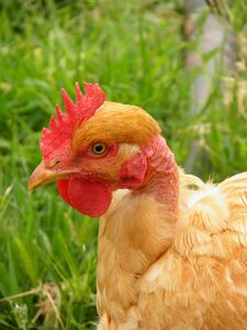 Poultry bird agriculture