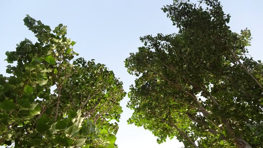 Nature vertical tree leaf