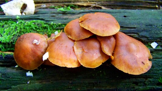 Billet mushrooms brown mushroom nature