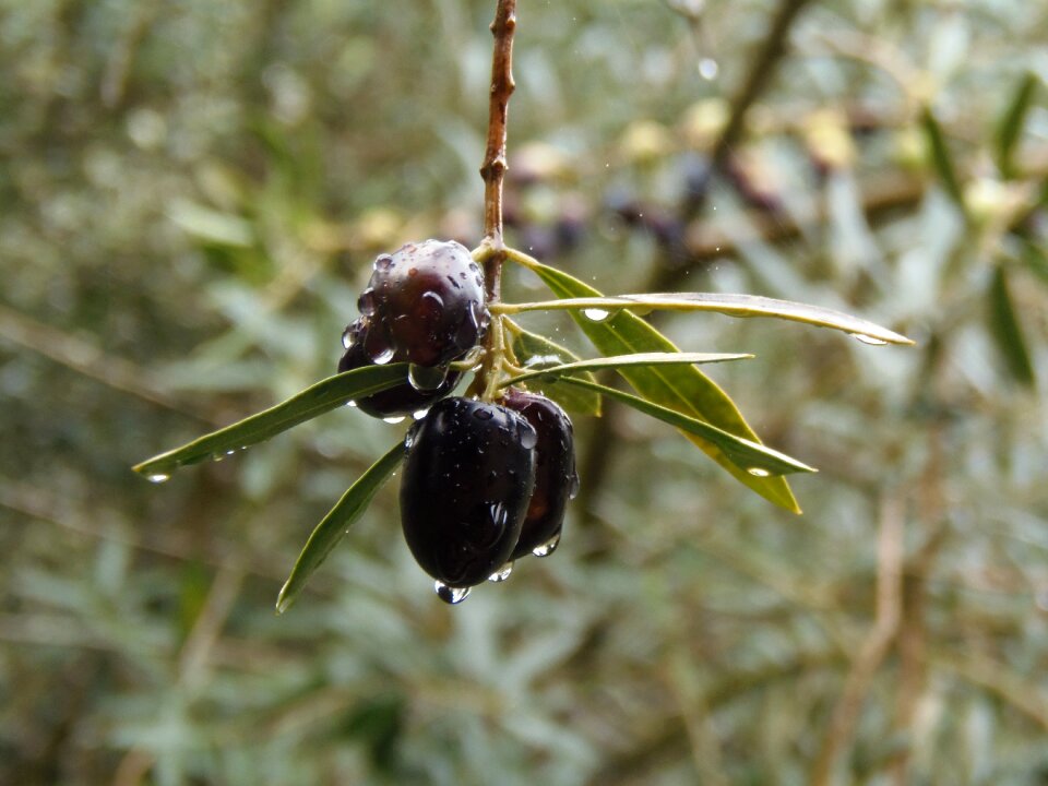 Green olive tree plant