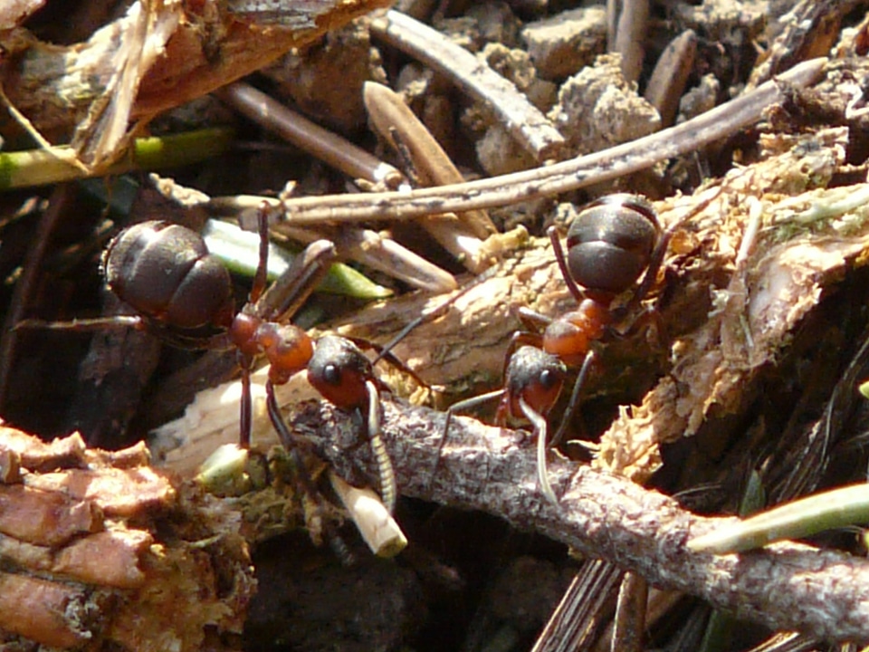 Red wood ant formica rufa formica polyctena