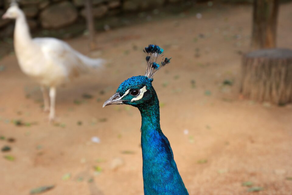 Head animal nature