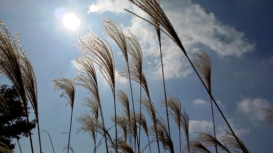 Autumn sky reed sea