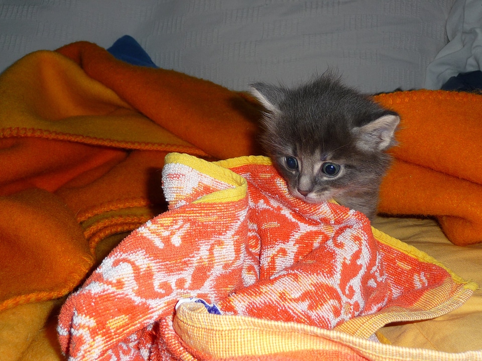 Kitten mammal Free photos