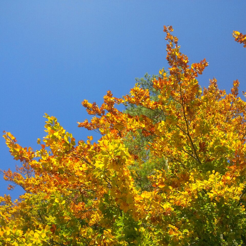 Mood tree in the fall leaves photo