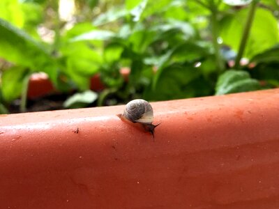 Shell gastropod snail-shell photo