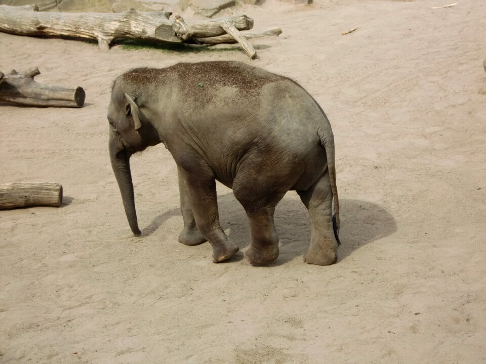 Mammals grauhaeuter large