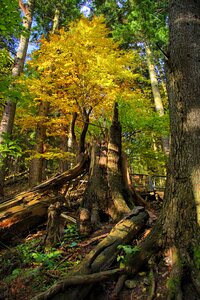 Poland tree top photo