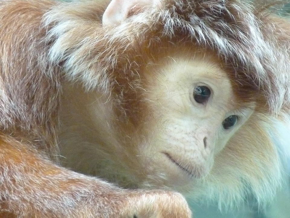 Monkey animal creature