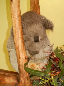 Sleep zoo wildlife