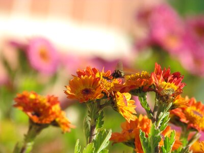 Flowers and bees chrysanthemum insects