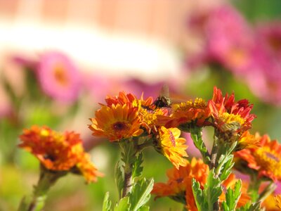 Flowers and bees chrysanthemum insects photo