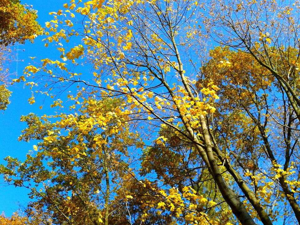 Autumn gold yellow leaves gold