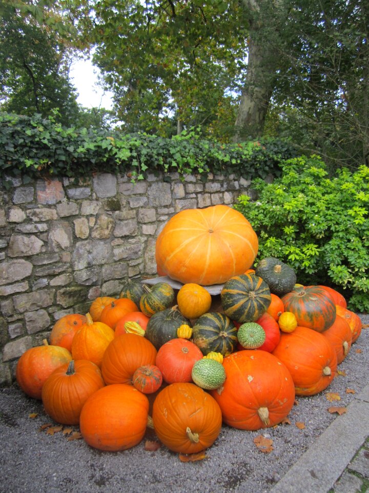 Pumpkins halloween landscape