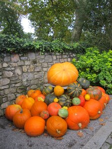 Pumpkins halloween landscape