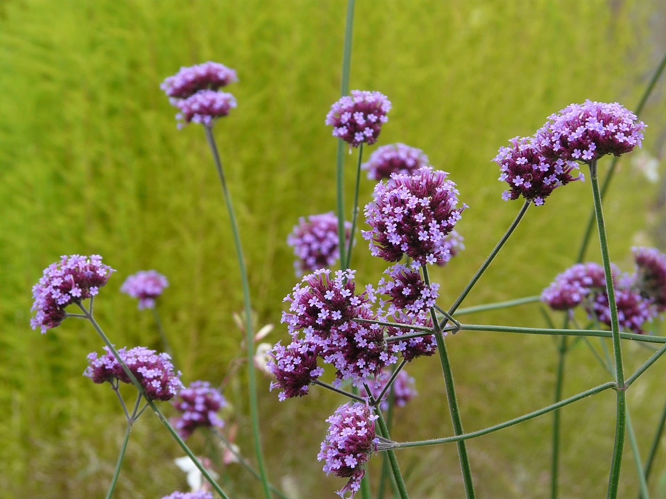 Bloom purple violet