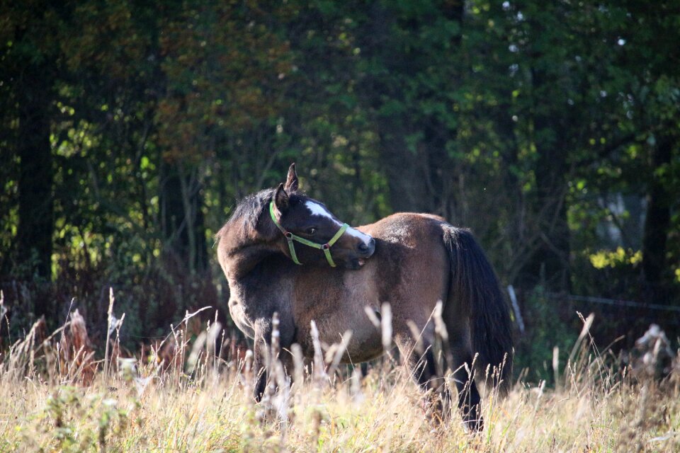 Pasture thoroughbred arabian brown mold