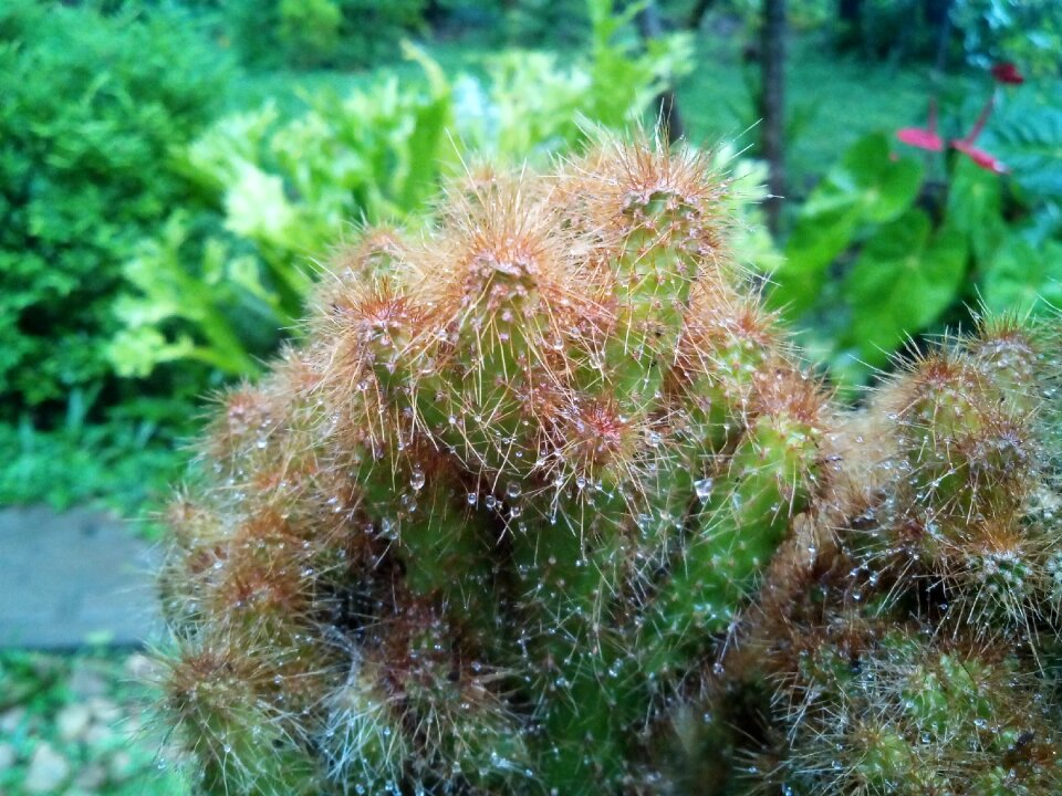 Green nature