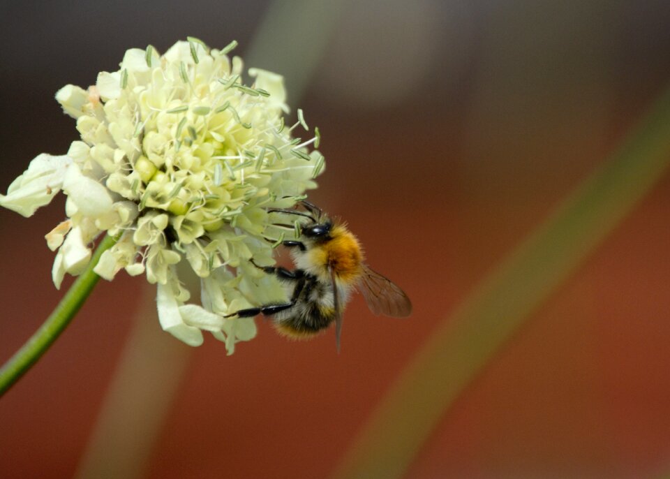 Summer insect pollen