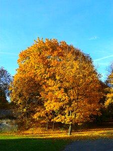 Autumn gold yellow leaves gold photo